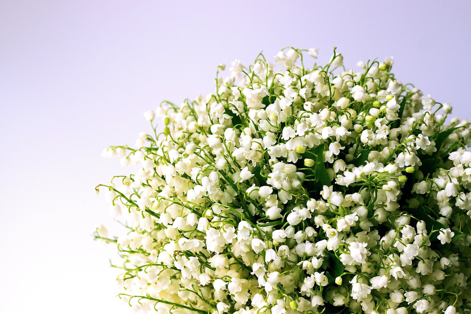 Bouquet of Lily of the Valley Flowers