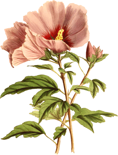 Floral Plant Illustration
